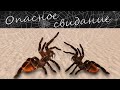 Опасное свидание. Кто останется в живых? Размножение пауков птицеедов Brachypelma vagans.