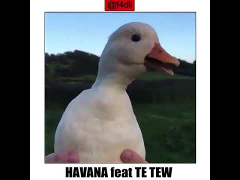 Tik Tok Kocak Penuh Penghayatan Lagu Havana Bebek