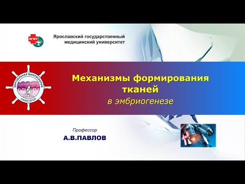 Биология тканей - лекция №2.  Механизмы формирования тканей в эмбриогенезе