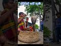 නටපන නය හ ම නටපපන The Snake Charmer S Survival Rhythm Of The Cobra