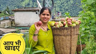 आज सब सेब निकालते हैं || Pahadi Lifestyle Vlog || Priyanka Yogi Tiwari ||