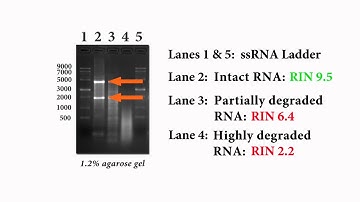 Tips for Optimizing RNA Inputs in NGS Library Construction