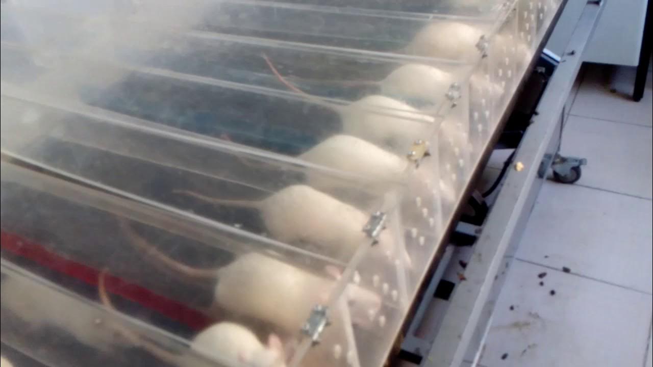 Treadmill for rats YouTube