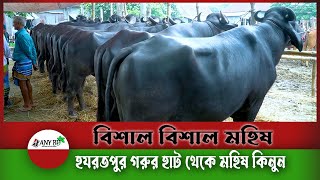 মহিষের দাম কত 2023? হযরতপুর হাট থেকে বিক্রিত কুরবানীর মহিষের দাম সহ জানুন 2023