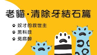 〔毛手毛腳◆老貓養成〕李妞妞◇牙結石篇