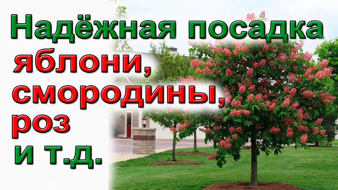 Как посадить саженцы плодовых деревьев и кустарников - Сад Виктора Шадрина