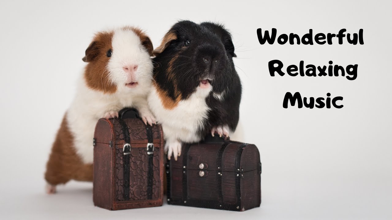 😍 🎶 Wonderful Relaxing Music & Cute Guinea Pigs (Meditation, Stress Relief, Soothing Music, Study) 🎶 😍 🎶 Wonderful Relaxing Music & Cute Guinea Pigs (Meditation, Stress Relief, Soothing Music, Study) 🎶