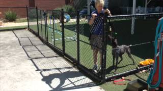 Fritz the German Short-Haired Pointer Wealth