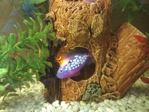 Роборыбка Robofish обзор игрушки