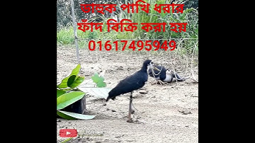 Water hen bird trap handing.ruak ruak bird trap handing #bird #animaltrap