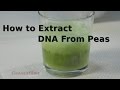 How To Extract DNA from Peas - Experiment