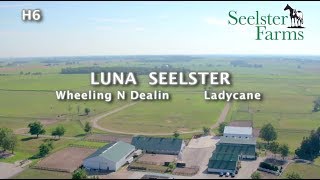 H6 Luna Seelster LSYS 2019