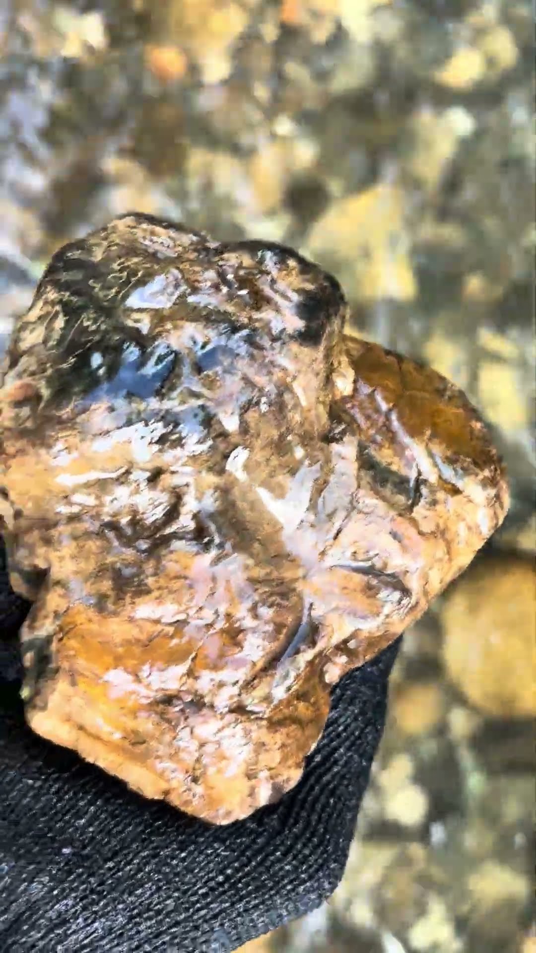 珪化木Petrified wood#shorts #stone #nature #petrifiedwood #珪化木