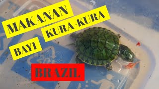makanan anak / bayi kura kura brazil
