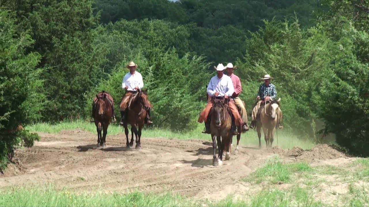 Little Creek Quarter Horses at Mark Maxie blog