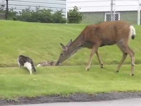 Hunters, watch your dogs.  Dog & Cat vs Momma Deer in Cranbrook, Canada.
