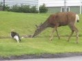 Hunters, watch your dogs.  Dog & Cat vs Momma Deer in Cranbrook, Canada.
