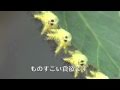 ペットボトルでイラガ退治