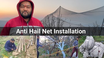 How to cover trees with Anti hail nets | Installing Anti hail nets | Anti hail nets on Apple Trees |