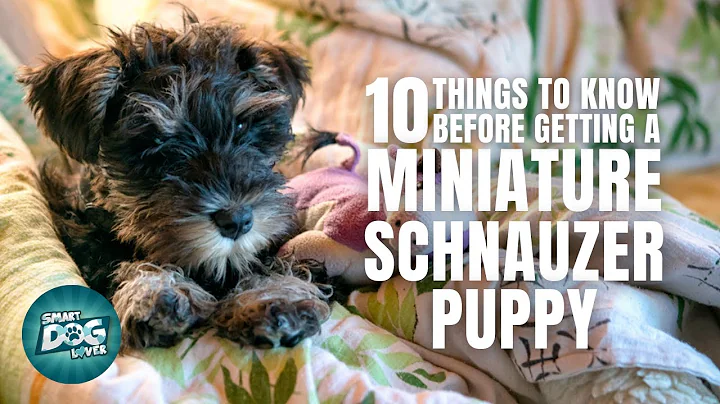 Miniature Schnauzer Puppies | Things to Know about Before Getting A Miniature Schnauzer Puppy - DayDayNews