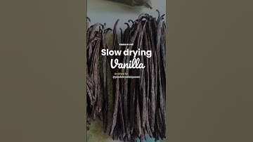 Slow Drying Vanilla Beans phase #vanillaplanifolia #vaniliindonesia #farming