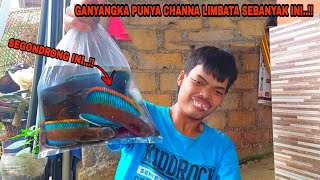 BUSET..!! Borong Semua Ikan Channa Limbata Super Gondrong Warna Biru