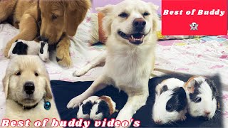 Best of Buddys videos? | Dog can talk | talking dog |handsome buddy & baby bella