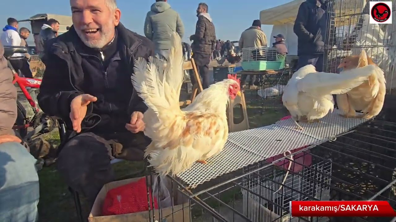 tavuk pazarı SAKARYA 19.01.2025