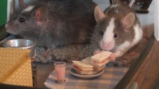 Vlogs #6 Cake and Sandwiches
Just an update on what I am doing..... Vlogs #6 Cake and Sandwiches