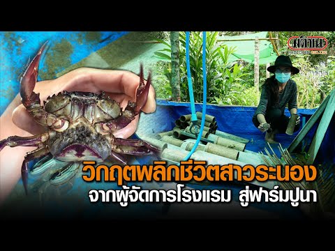 วิกฤตพลิกชีวิตสาวระนอง จากผู้จัดการโรงแรม สู่ฟาร์มปูนา : Matichon Online