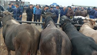 Chust mol bozori semiz boqma va yosh buqalar narhlari bilan tanishing 12.05.2024yil