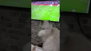 BİR MAÇ KLASİĞİ  ÇOK DİKKATLİ YİZ #yutubeshorts#abone#keşfet#bjk #kartal #cute#kedi#kitten#kitty#maç