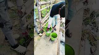 HOW TO PLANT TREE 🌳👍 Save tree Save live #greenplan #treeplanting #green #farming #sobujsiliguri