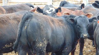 Coro View Farms - 900# Heifers - 57 Head (Scandia, AB)