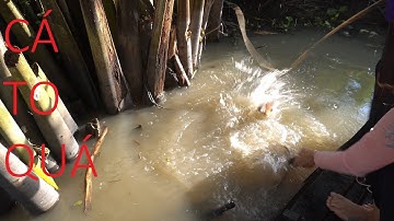 317 / Giăng Câu Tứ Mồi Trùn Quắn Dính Cá Khủng