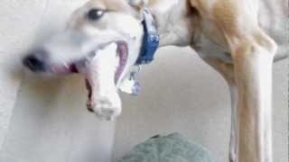 Greyhound Raw Feeding