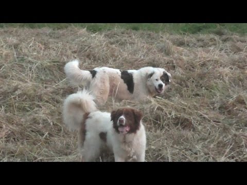ελληνικος ποιμενικος - greek shepherd dogs
