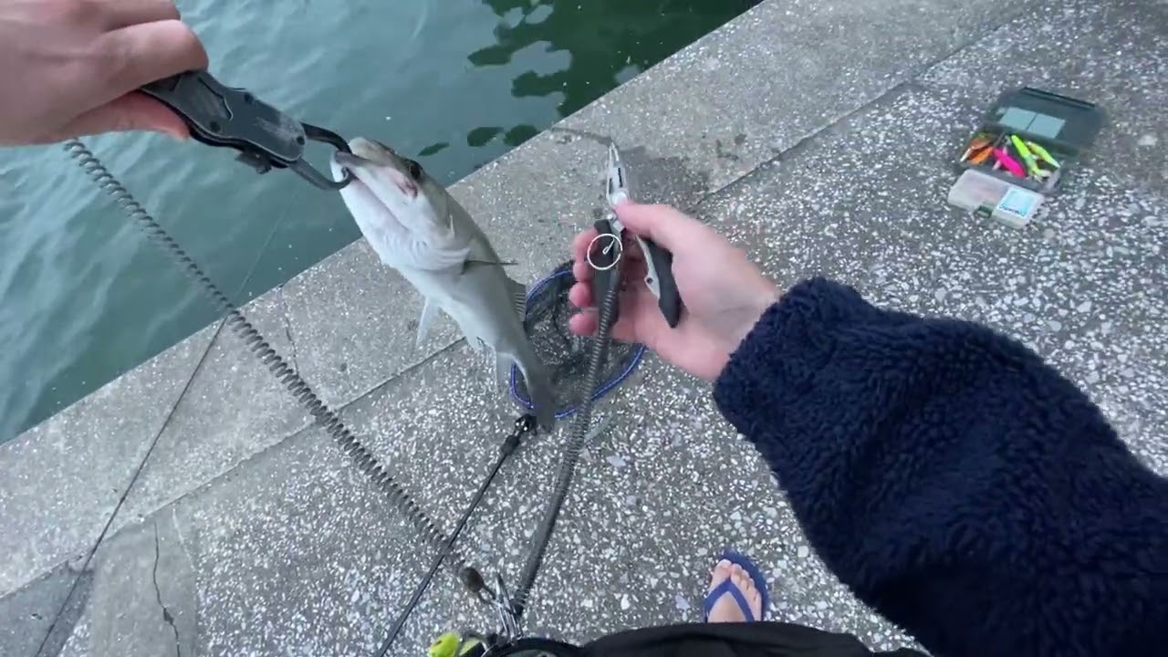 11月、博多の鱸