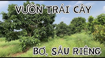 CẦN BÁN MÃNH VƯỜN CÂY ĂN TRÁI ĐANG THU HOẠCH XÃ LÁNG LỚN HUYỆN CHÂU ĐỨC BRVT VỚI HAI MẶT TIỀN ĐƯỜNG