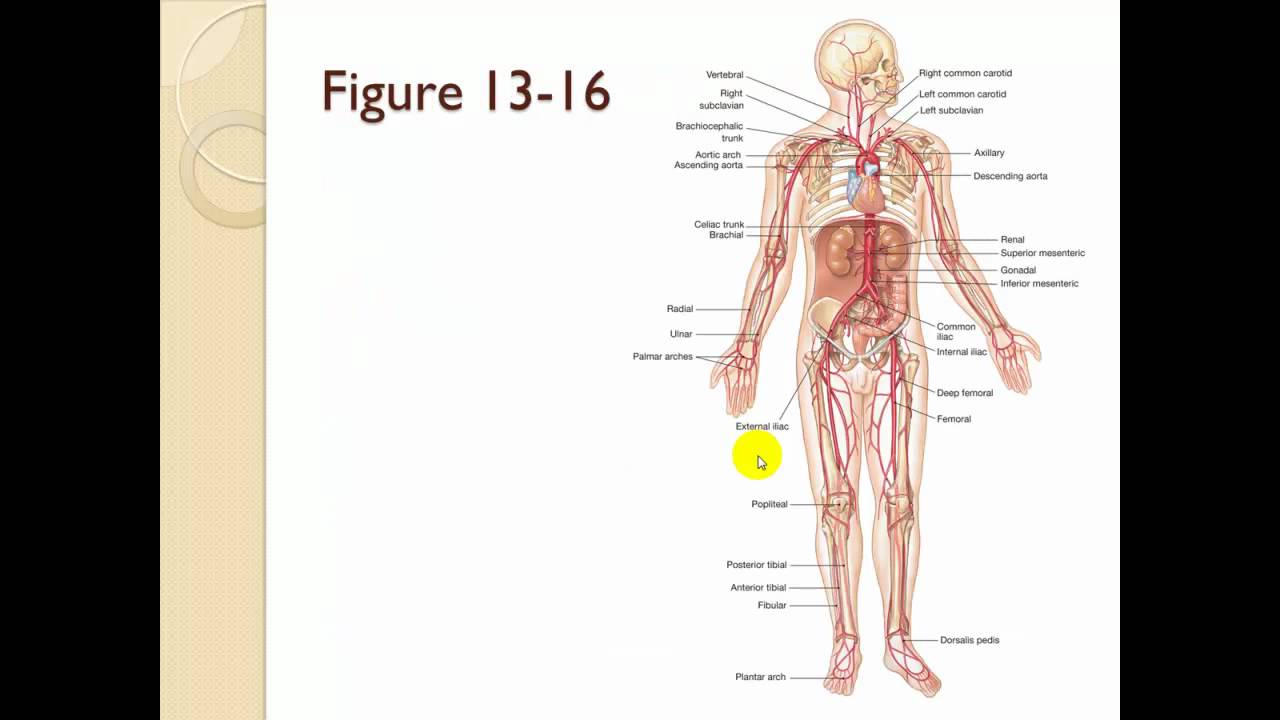 Chapter 13 The cardiovascular system blood vessels circulation Part 2