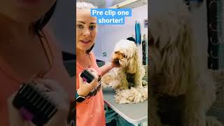 Pre clip the dog one length shorter. Dog grooming tip. #groomerschoice #lovemud #cockapoo #dogs #dog