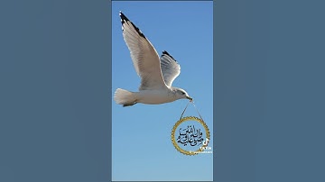 ❤️ تلاوة رائعة جميلة يوم الجمعة ❤️🕋القارئ جميل 🕋