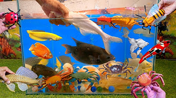 Video tổng hợp cá cảnh đẹp, động vật dễ thương, cá mập hồng baby, cua xanh, cua đỏ, cá phát tài