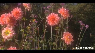 Suat Al Ömrümü Resimi