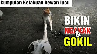 Kelakuan Hewan Lucu Bikin Ngakak | Kumpulan Aksi Gokil Hewan