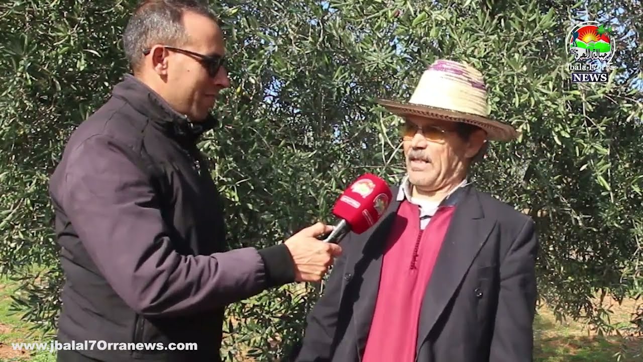 ربورتاج جديد عن موسم الزيتون بإقليم وزان