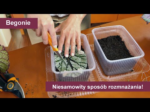 Wideo: Rozmnażanie begonii: ukorzenianie begonii z sadzonek