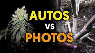 Autoflower VS Photoperiod Strains - Khalifa Genetics