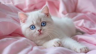 Instant Relaxation Music For Cats - Soothing Deep Sleep, Relieve Stress And Anxiety - Beat Insomnia by Pet Friendly 1,833 views 3 weeks ago 24 hours
