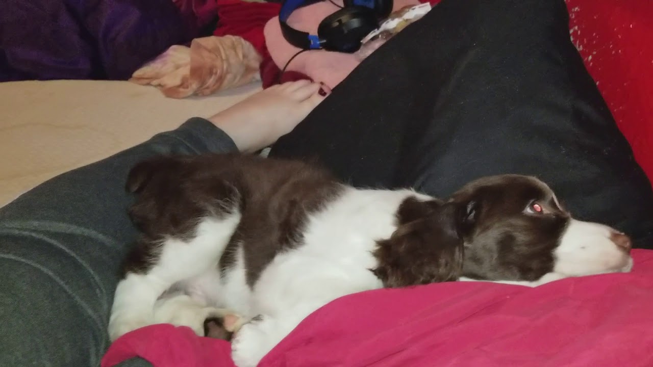 18's New Puppy "Valcore" 9 Week Old English Springer Spaniel YouTube
